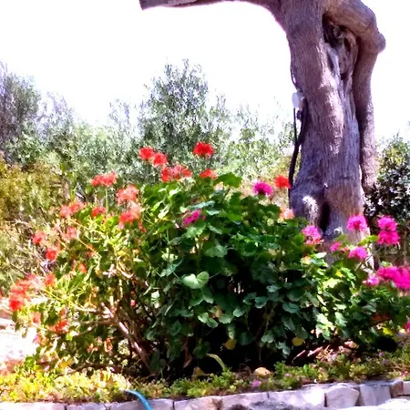 Montefiore * Gallipoli